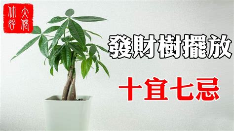 發財樹開花好嗎|【風水學】10大金錢樹禁忌+招財又擋煞的5個擺放位置